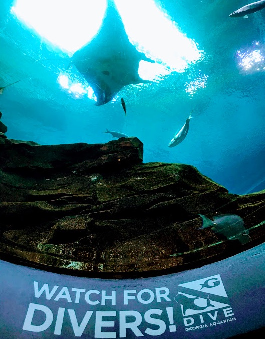 【ジョージア水族館】世界最大級の水族館でジンベイザメに会ってきた